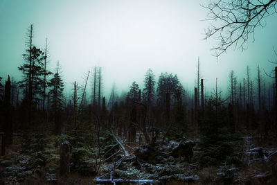 Scenic view of forest against clear sky