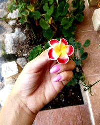 Close-up of hand holding pink flower