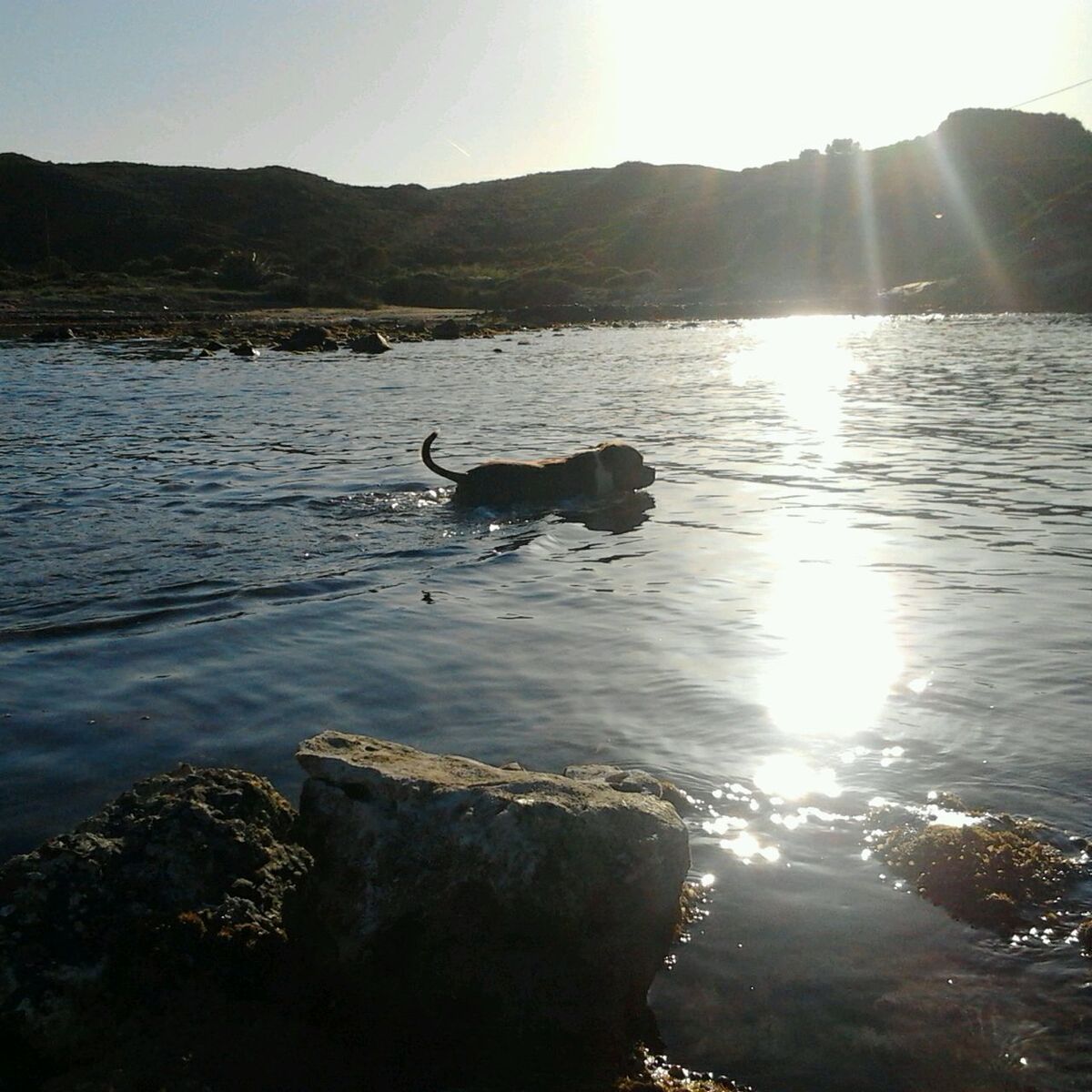 water, animal themes, dog, sun, domestic animals, pets, one animal, sunlight, mammal, reflection, sunbeam, lake, nature, lens flare, sky, silhouette, river, tranquility, tranquil scene, sunset