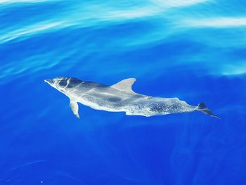 Fish swimming in sea