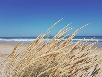 Close-up of grass on beach against clear blue sky
