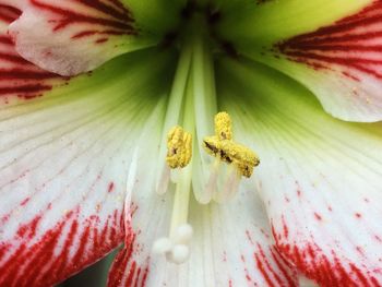 Full frame shot of flowering plant