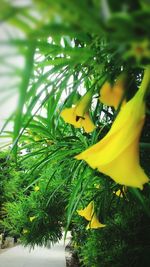 Close-up of yellow flowers