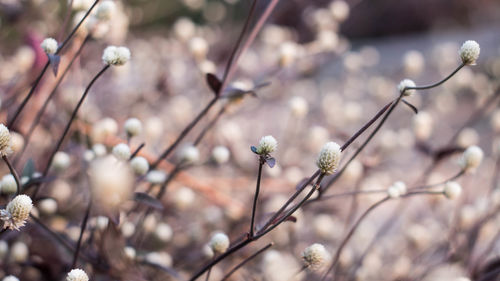 Close-up of cherry blossom on branch