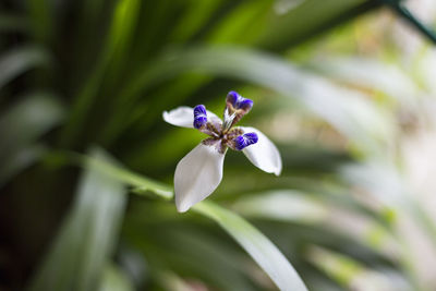 Close-up of purple flowering plant