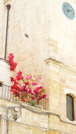 Low angle view of pink flowering plant on building