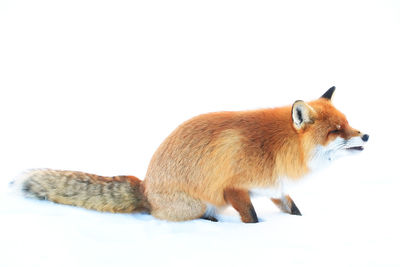 Red fox sitting on deep snow