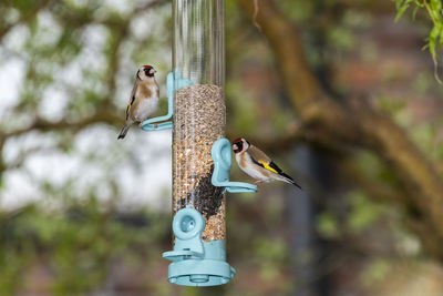 Bird perching on a feeder