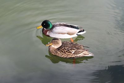 High angle view of duck swimming on lake