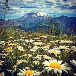 Yellow flowers in field