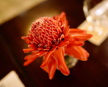 Close-up of orange flower
