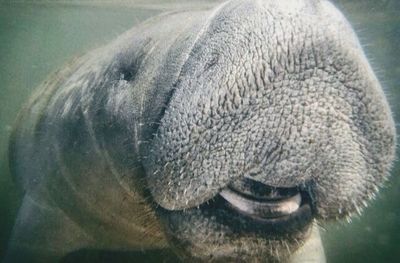 Close-up of an animal