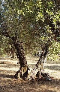 Trees on landscape