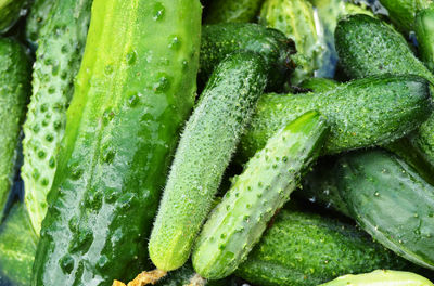 Background green whole cucumbers, top view, agriculture and crop concept, diet 