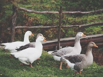 Geese on field