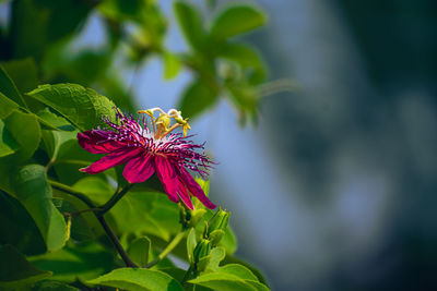 Close-up of butterfly on purple flower