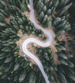 High angle view of road amidst trees