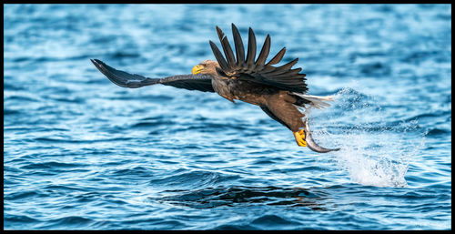 Bird flying over sea