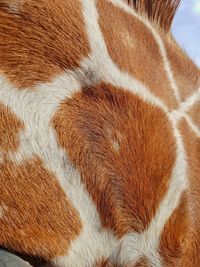 Full frame shot of pattern