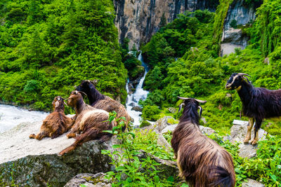 View of ducks on rock amidst trees