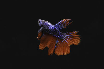 Close-up of a bird flying over black background