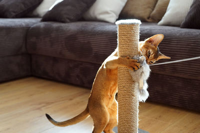 An abyssinian cat kitten playing with a mouse in a living room