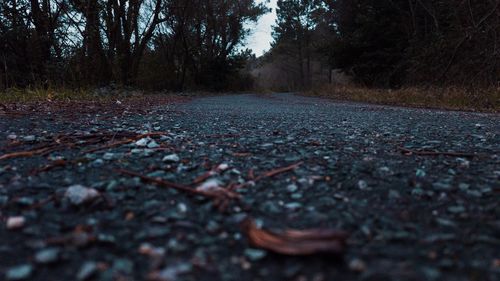 Surface level of road amidst trees in forest