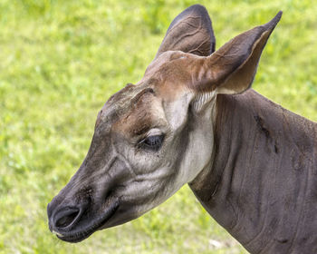 Close-up of animal on field at zoo
