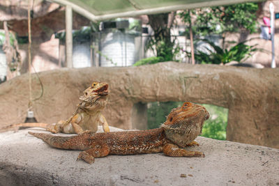 Lizard on rock