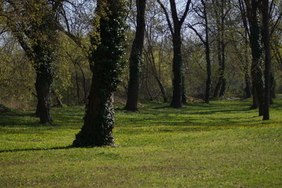 Trees on landscape