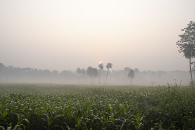 Scenic view of field against sky