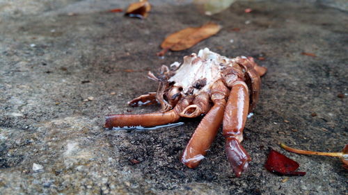 Close-up of crab