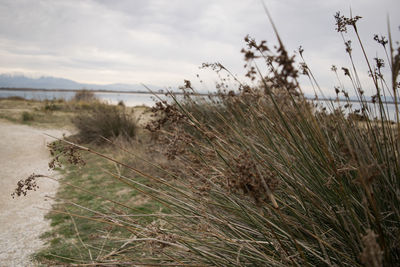 Close-up of grass on beach against sky