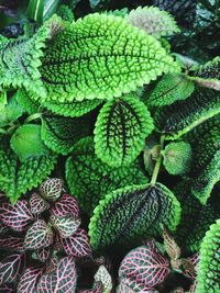 High angle view of plants