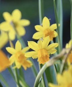 Close-up of yellow daffodil flowers