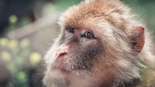 Close-up portrait of monkey