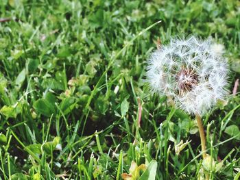 Close-up of dandelion