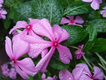 Close-up of wet purple flowers blooming outdoors