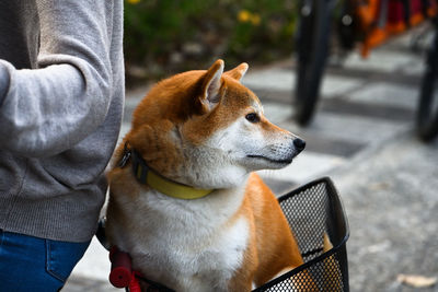 Midsection of man with dog