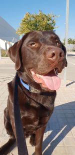 Close-up portrait of a dog looking away