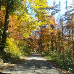 Road amidst trees in forest during autumn