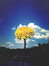 Yellow flowers against cloudy sky
