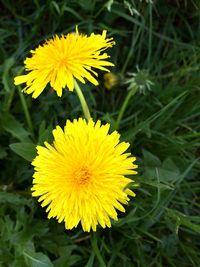 Close-up of yellow flower