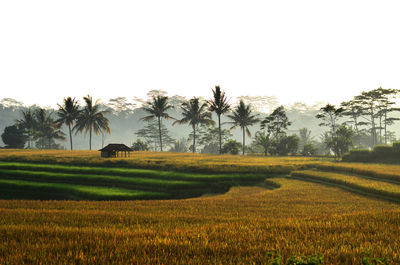 Scenic view of agricultural field against clear sky