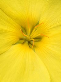 Macro shot of yellow flower