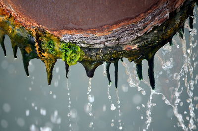 Close-up of raindrops on rusty pipe