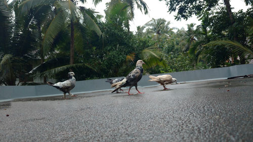Birds on the road