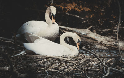 View of birds in nest