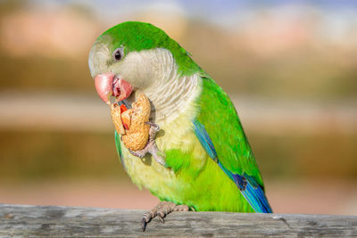 Close-up of parrot eating a nut