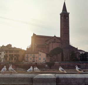 Seagulls perching by building against sky